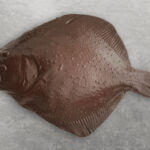 chocolate mould turbot chocolate mould turbot